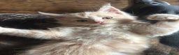 Maine Coon cats for sale: Maine coon pedigree Tica registered kittens  - Advert 1