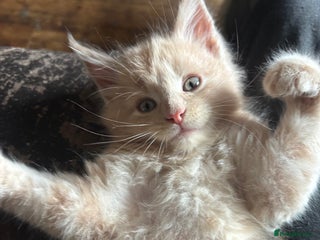 Maine Coon cats Maine coon pedigree Tica registered kittens - Advert 1