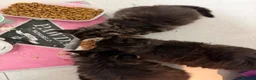 Maine Coon cats for sale: Maine coon Kittens - Advert 14