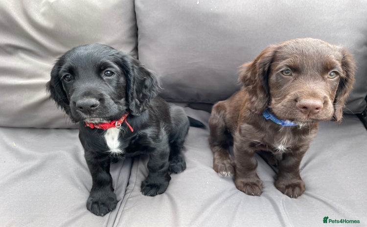 Cocker Spaniel dogs - Advert 3