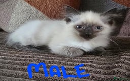 Ragdoll cats for sale:  ragdoll kittens parents gccf registered  - Image 16