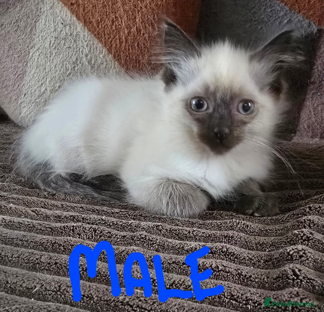 Ragdoll cats for sale:  ragdoll kittens parents gccf registered  - Image 16