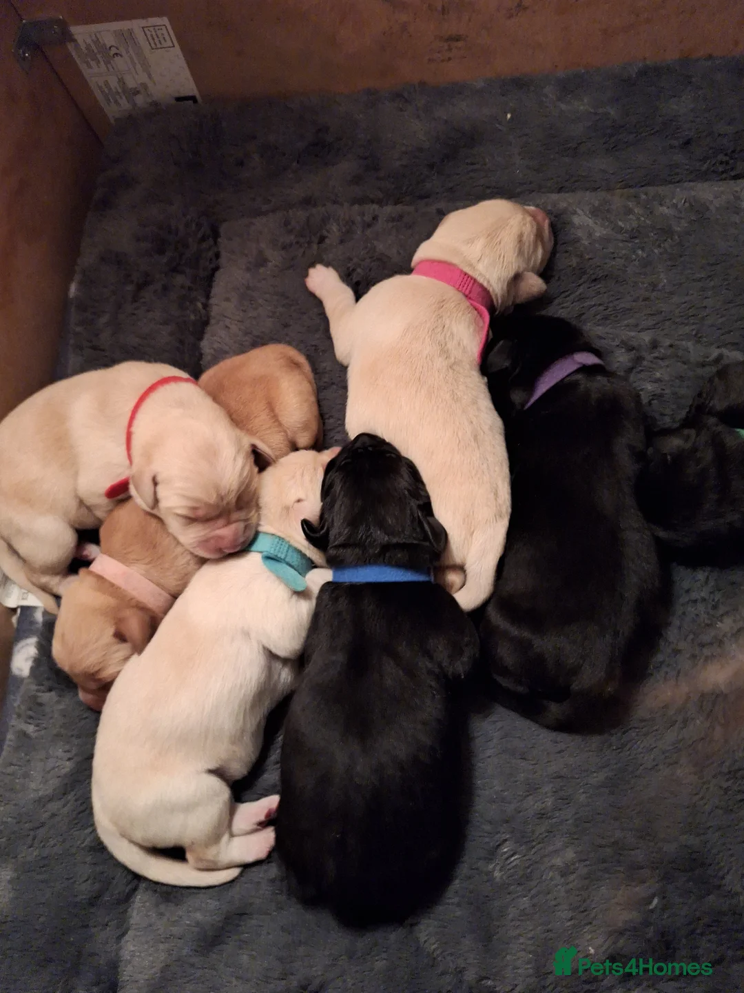 Labrador Retriever dogs for sale: Beautiful pedigree labs in Kirkby Stephen - Advert 1