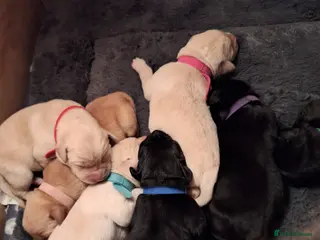 Labrador Retriever dogs Beautiful pedigree labs - Advert 14