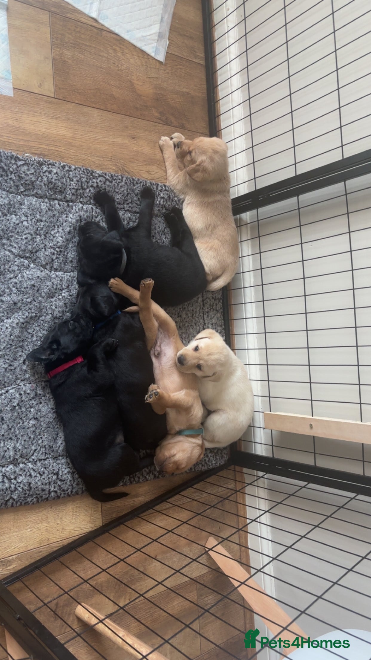 Labrador Retriever dogs Labrador puppies available for viewings.   - Advert 13