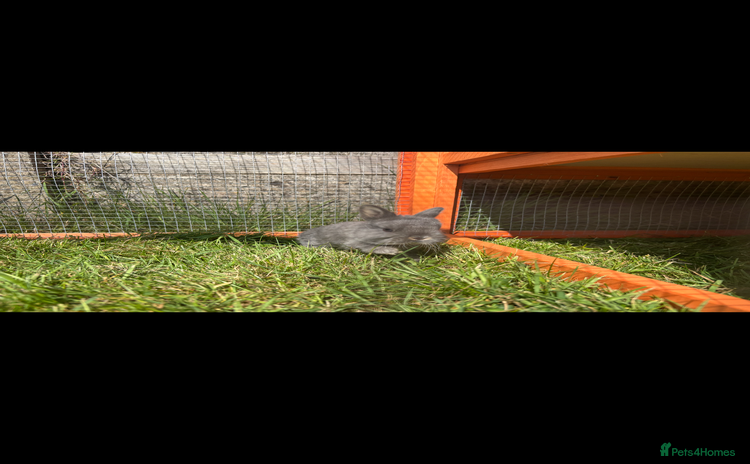 Netherland Dwarf rabbits in Haverfordwest - Advert 7