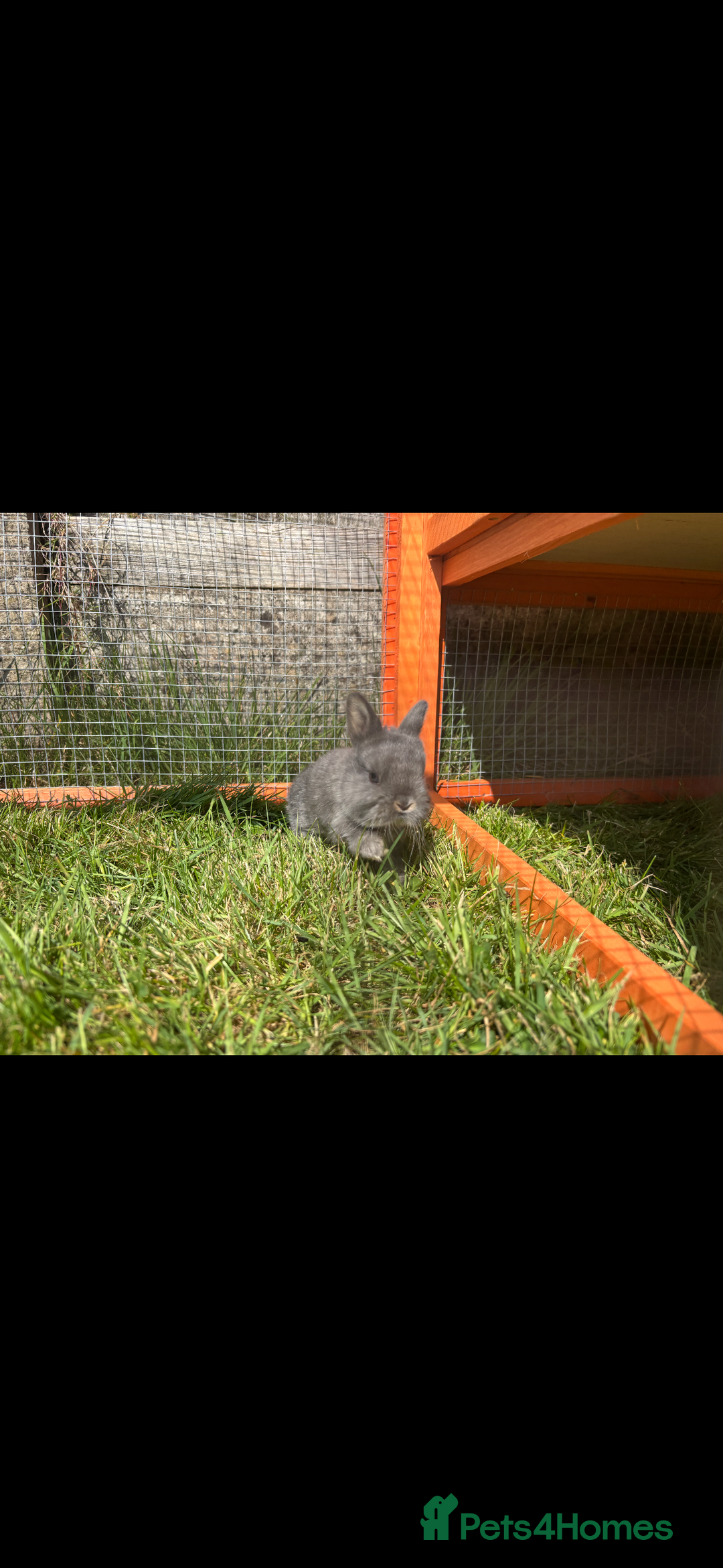 Netherland Dwarf rabbits for sale: Mini lop x Netherland dwarf rabbits for sale in Haverfordwest - Image 1