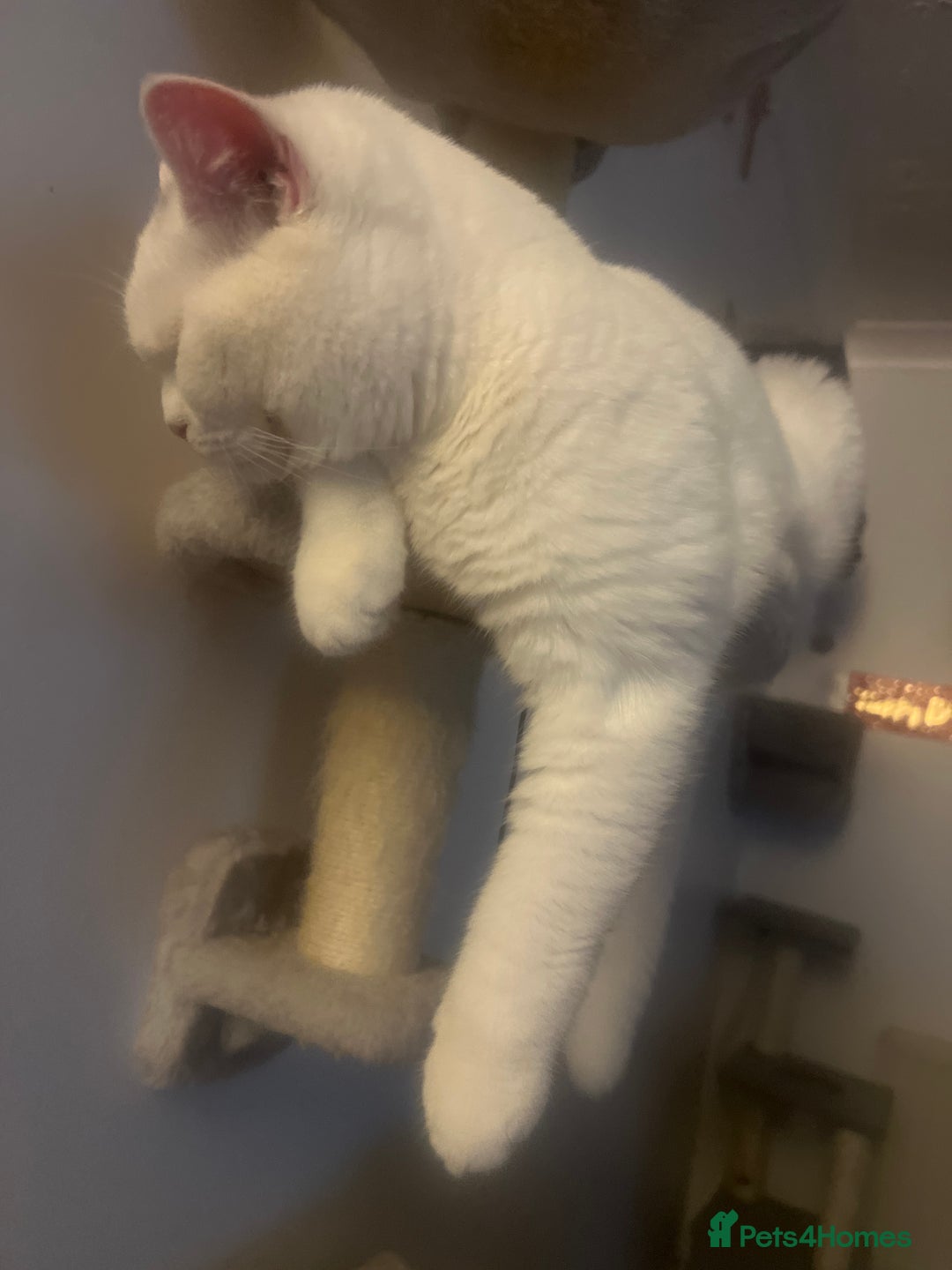 British Shorthair cats for sale: LAST 1  BSH WHITE  BOY GCCF REGISTERED!!!!! - Advert 4