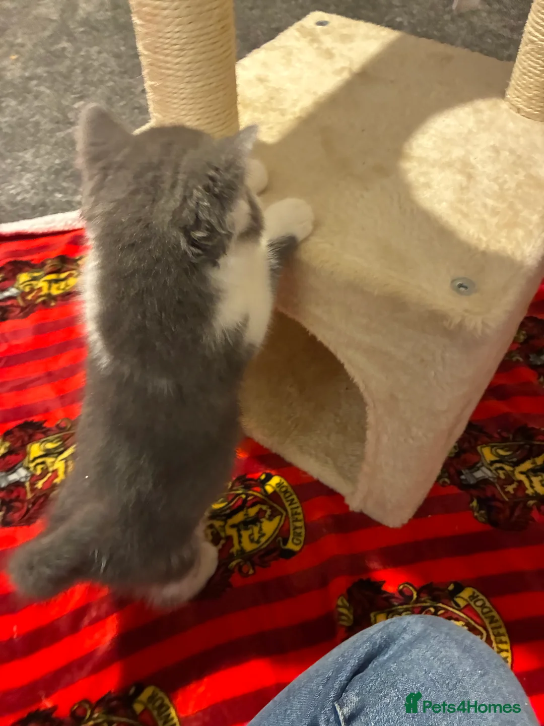 British Shorthair cats for sale: READY TO LEAVE 2 LOVELY KITTENS - Advert 2