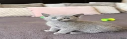 Russian Blue cats for sale: 🐾Champion Line TICA Russian Blue Kittens 🐾 - Advert 15