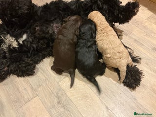 Cockapoo dogs Gorgeous Cockapoo Puppies - Advert 10