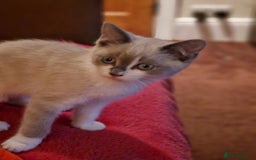 Ragdoll cats for sale: Ragdoll Cross - Advert 10