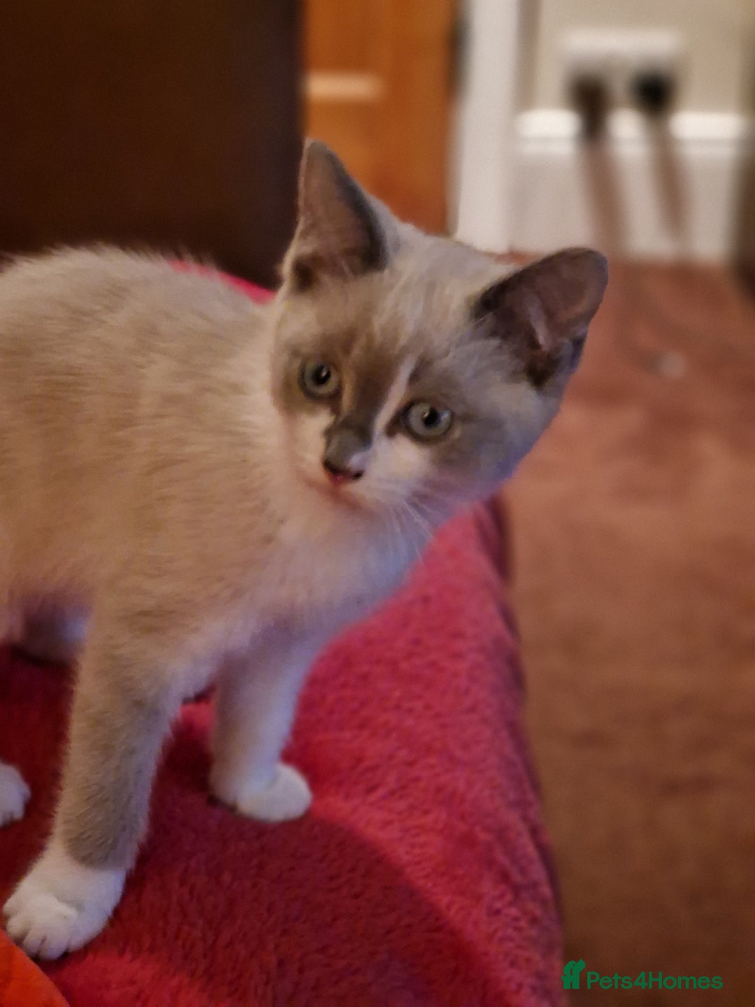 Ragdoll cats for sale: Ragdoll Cross - Advert 10