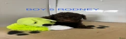 Cockapoo dogs for sale: CHOCOLATE F1 COCKAPOO  - Advert 9