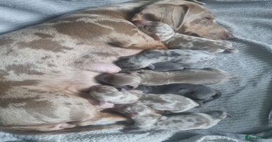 Miniature Dachshund dogs - Advert 7