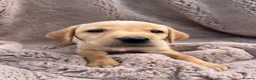 Labrador Retriever dogs for sale: Lovely and Lively Labrador Puppies for sale - Advert 9