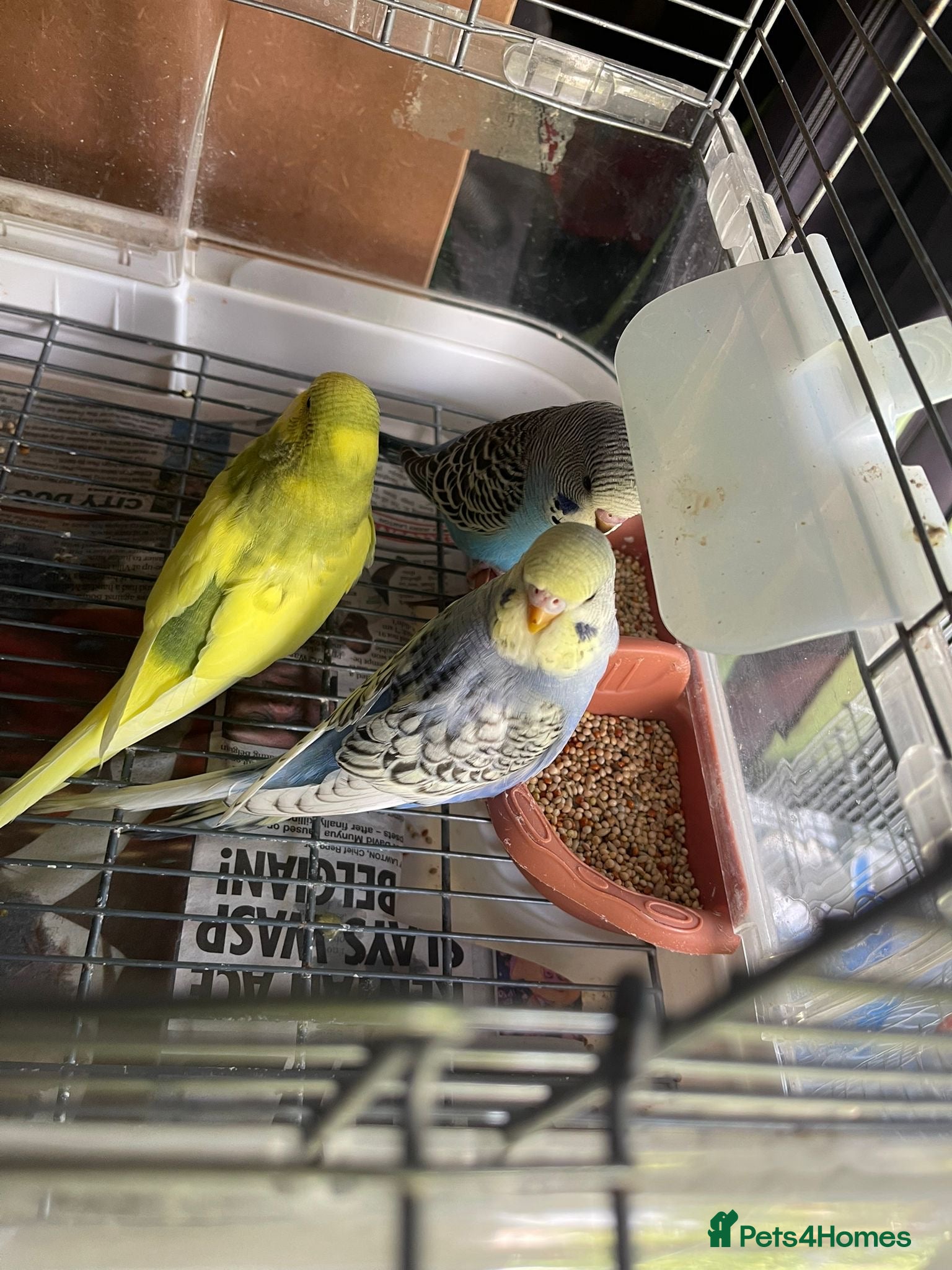 Budgerigars birds for sale: Baby budgies for sale  - Advert 2