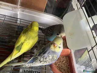 Budgerigars birds for sale: Baby budgies for sale - Advert 2