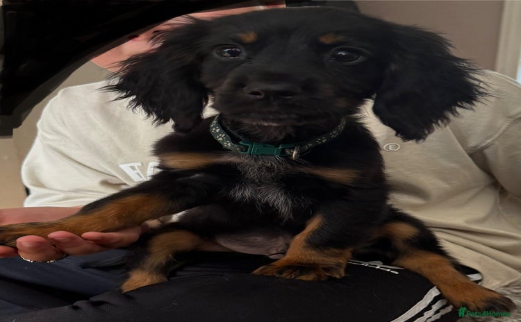 Cocker Spaniel dogs in Hornchurch - Advert 13