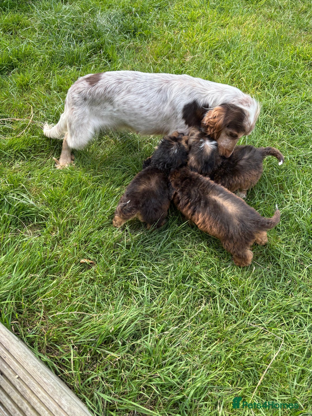 Cockapoo dogs for sale: Stunning F1 cockerpoo puppies - Image 10