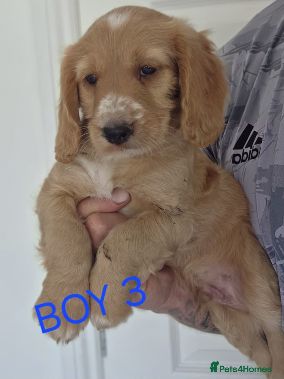 Cockapoo dogs Hereditary Clear F1 Cockapoos - Advert 2