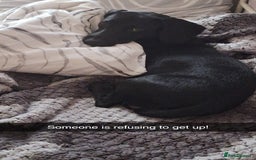 Mixed Breed dogs for sale: Teddy 8 Month Old Dachshund Cross Labrador - Image 4