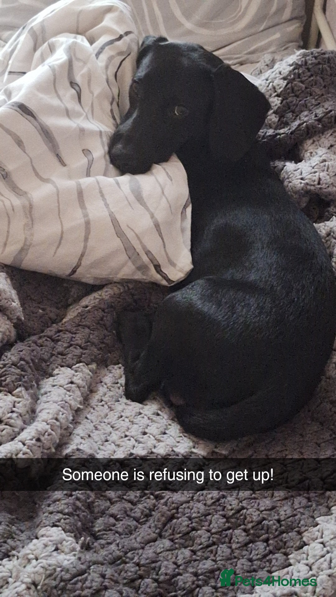 Mixed Breed dogs for sale: Teddy 8 Month Old Dachshund Cross Labrador - Image 4