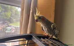 Cockatiels birds for sale: 3 cockatiels for sale - Image 5