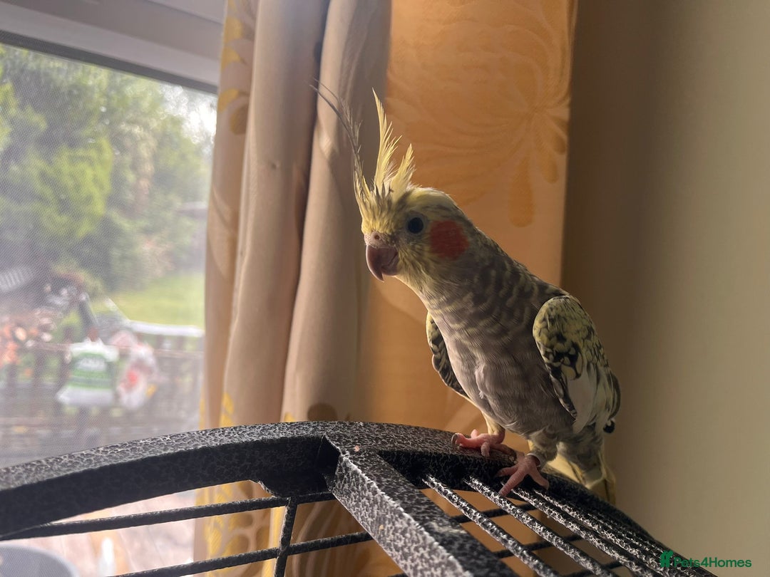 Cockatiels birds for sale: 3 cockatiels for sale - Image 5