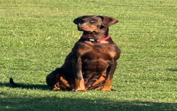 Dobermann dogs for sale: DOBERMAN PUPPIES WITH FANTASTIC PEDIGREE - Image 1