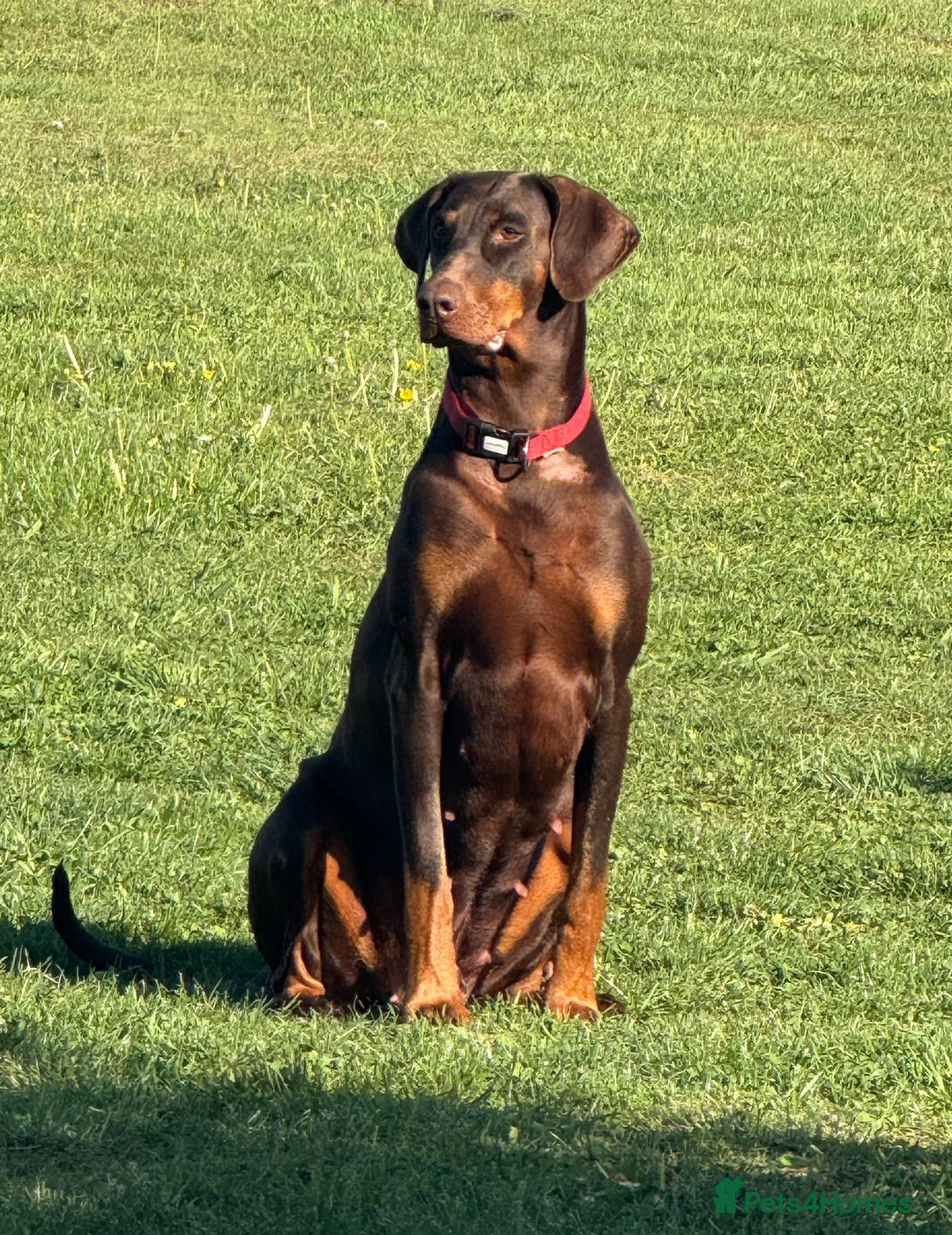 Dobermann dogs for sale: DOBERMAN PUPPIES WITH FANTASTIC PEDIGREE - Image 1