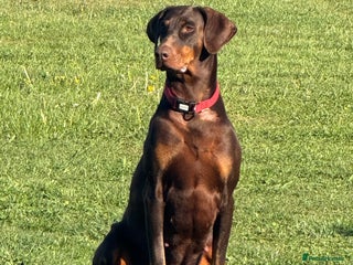 Dobermann dogs for sale - Advert 1