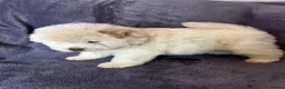 Chow Chow dogs for sale: Gorgeous chow chow puppies  - Advert 10