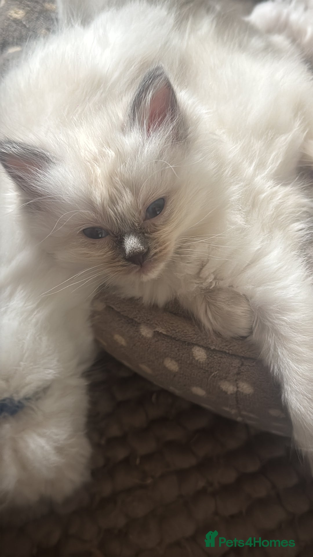 Ragdoll cats for sale: All our beautiful kittens are no longer available  - Advert 18