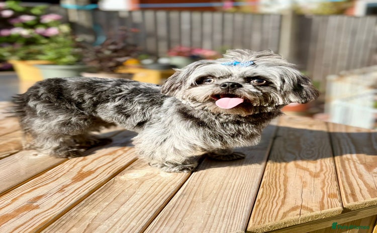 Shih Tzu dogs - Advert 18