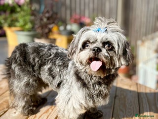 Shih Tzu dogs - Advert 4