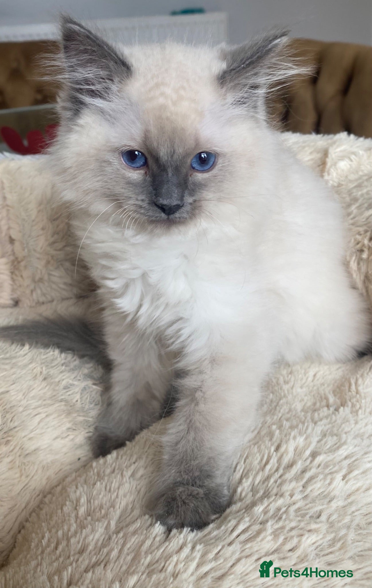 Ragdoll cats Pure Bred Ragdoll Kittens - Advert 11