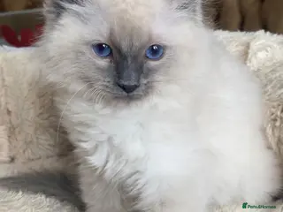 Ragdoll cats Pure Bred Ragdoll Kittens - Advert 11