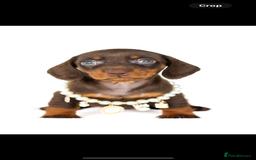 Miniature Dachshund dogs for sale: Quality miniature Dachshunds Liverpool  - Image 7