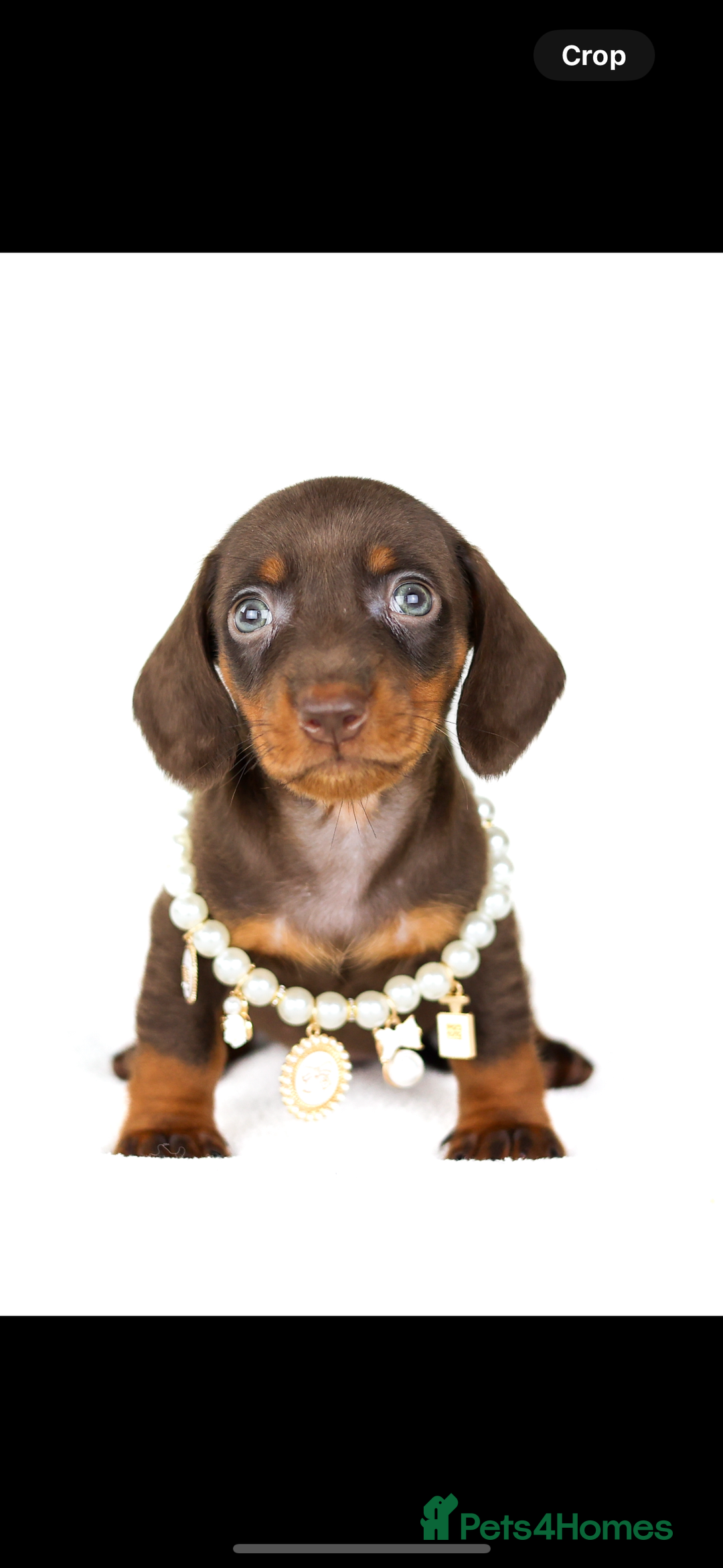 Miniature Dachshund dogs for sale: Quality miniature Dachshunds Liverpool  - Image 7