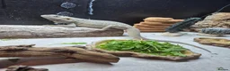 Bearded Dragon reptiles for sale: Hypo Trans Zero bearded dragon + full set up in Winchester - Advert 1