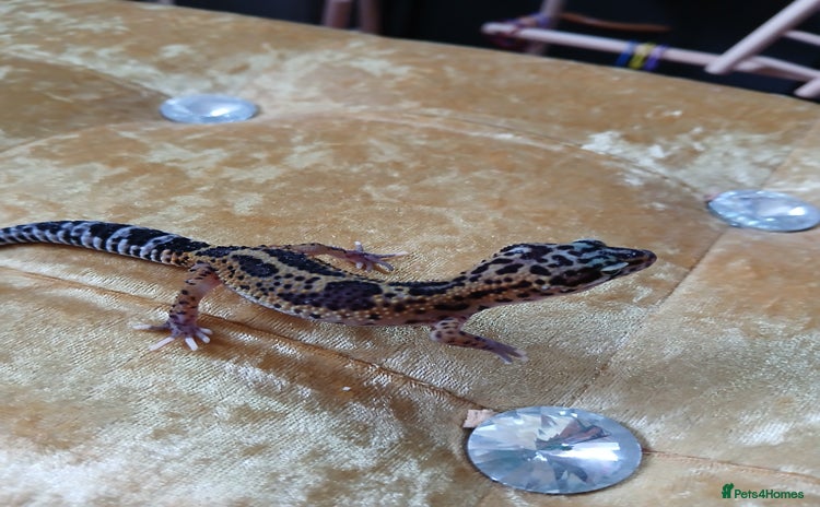 Leopard Gecko reptiles in Rochester - Advert 12
