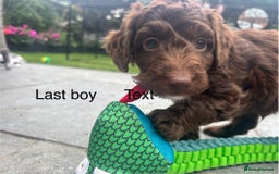 Cockapoo dogs for sale: Cockapoo puppies F1b - Image 20