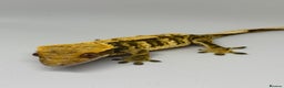 Gecko reptiles for sale: Crested Geckos (can provide full setup) - Advert 2