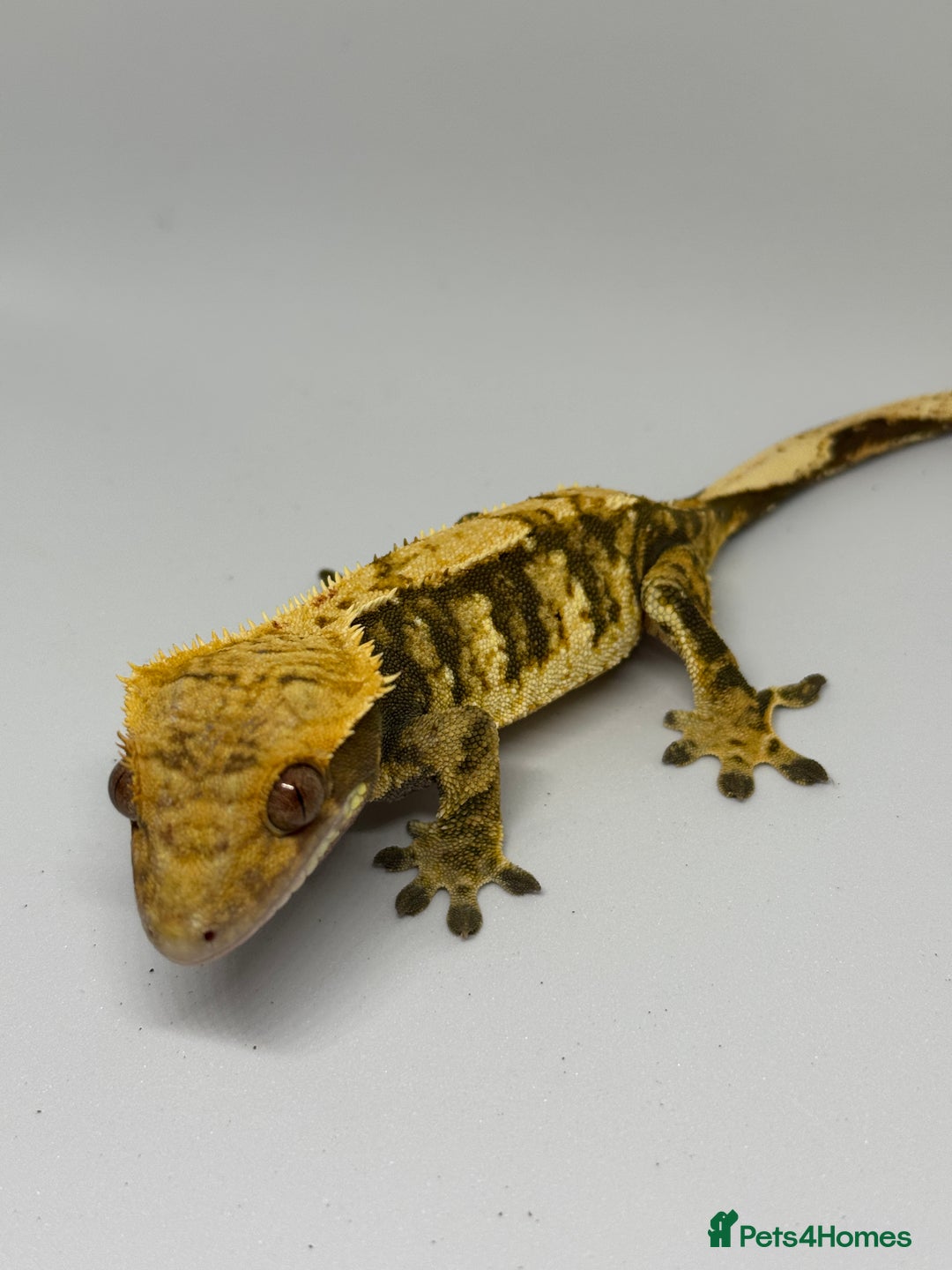 Gecko reptiles for sale: Crested Geckos (can provide full setup) - Advert 2