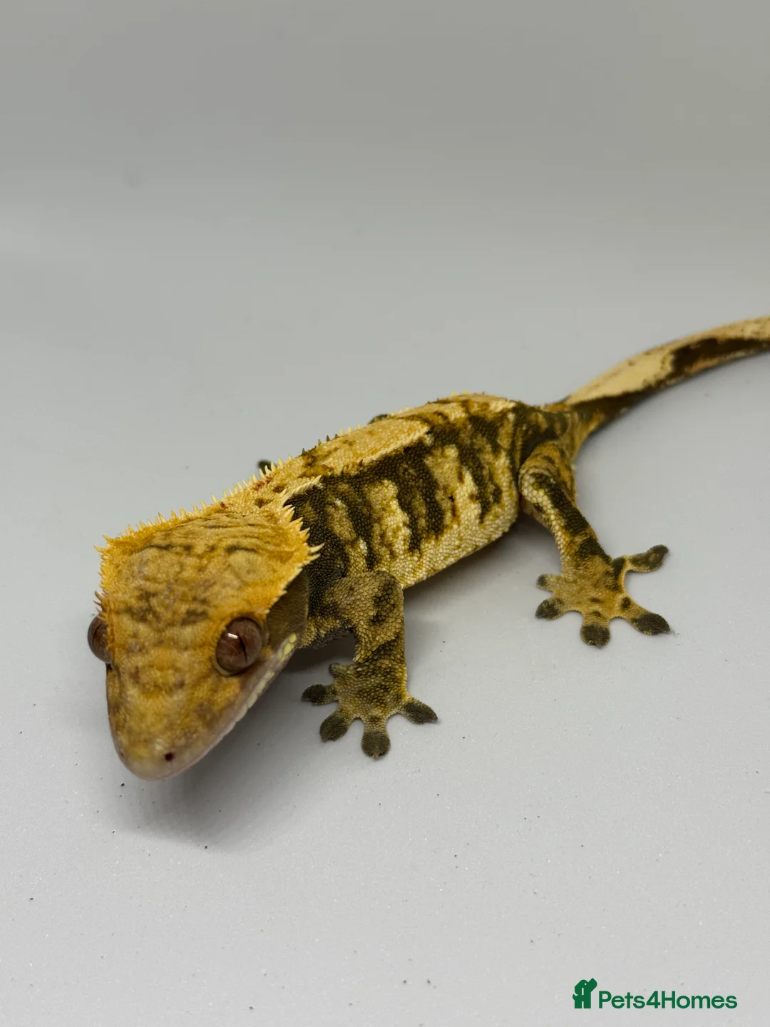 Gecko reptiles for sale: Crested Geckos (can provide full setup) - Advert 3
