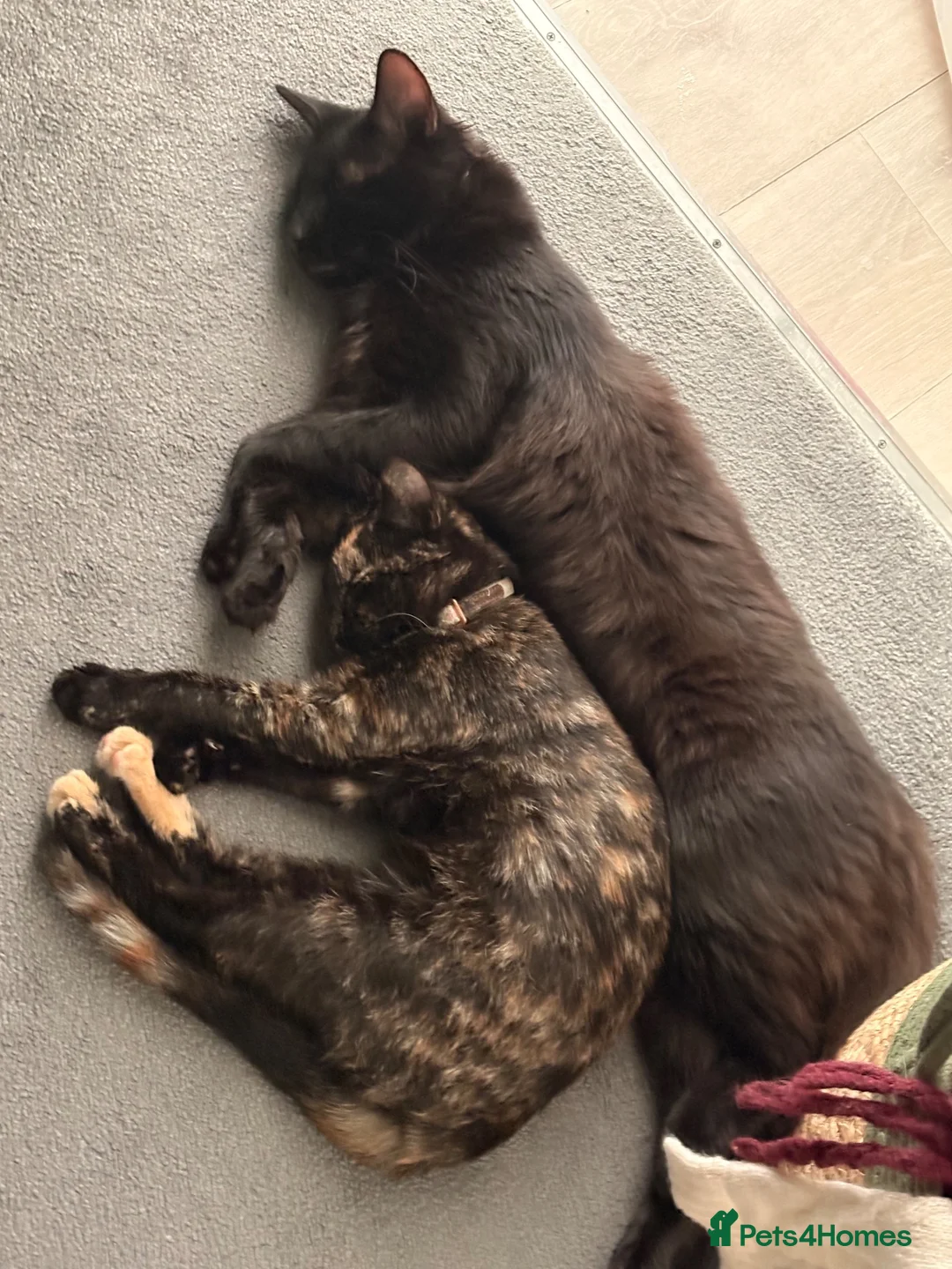 British Shorthair cats for sale: Bonded pair, boy and girl. in Kettering - Advert 2