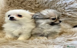 Pomeranian dogs for sale: Adorable Pomeranian puppies  - Image 1