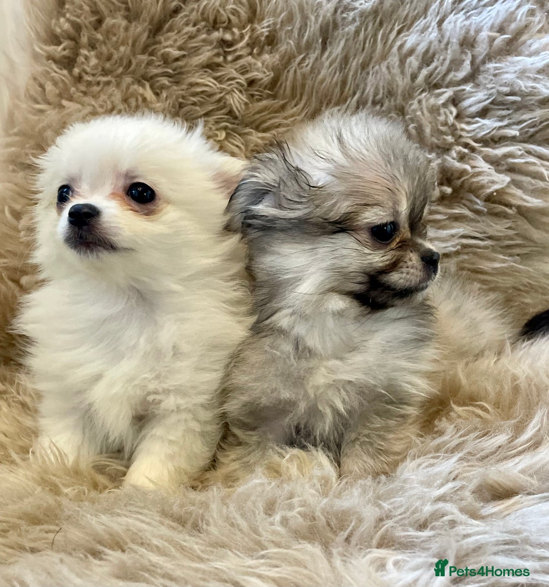 Pomeranian dogs for sale: Adorable Pomeranian puppies  - Image 1