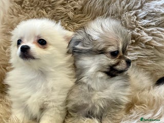 Pomeranian dogs - Advert 2